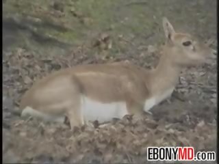 Perempuan hitam strumpet geng terbentur dalam yang hutan